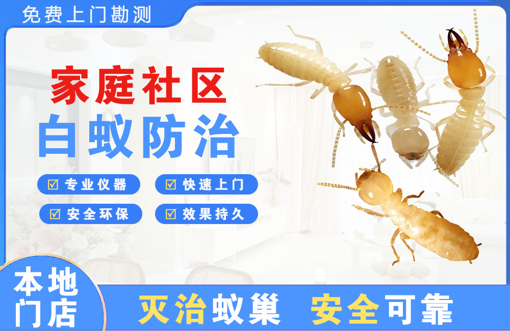 景洪家庭社区白蚁防治