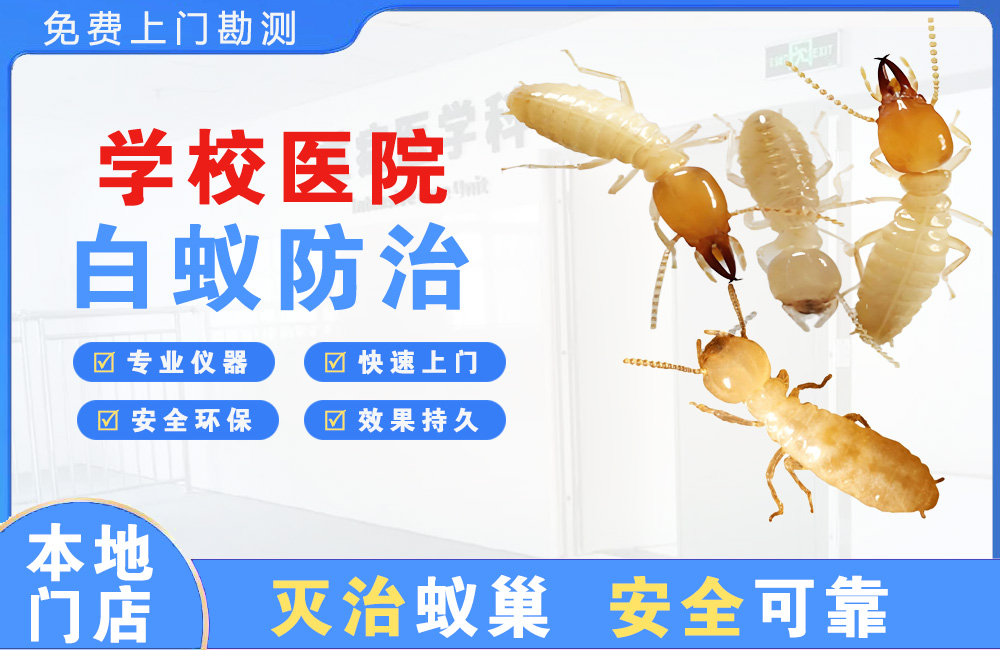 景洪学校医院白蚁防治