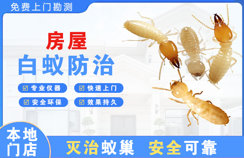 景洪房屋白蚁防治